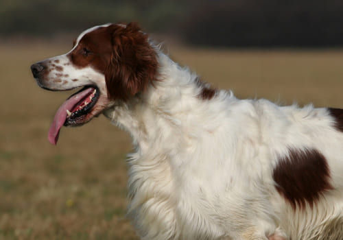 Irish Red and White Setter