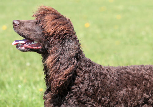 Irish Water Spaniel