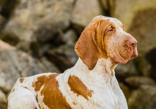 Italian Pointer