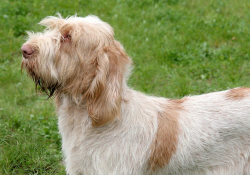 Italian Spinone