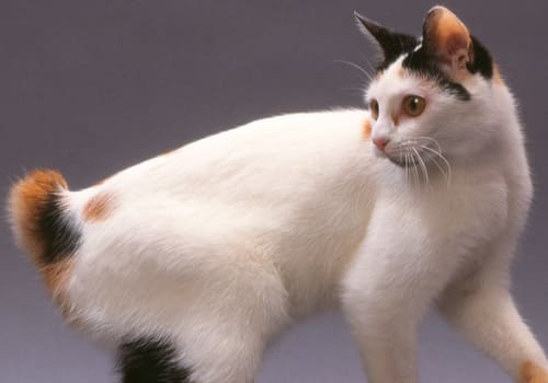 Japanese Bobtail