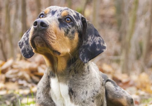 Louisiana Catahoula Leopard Dog