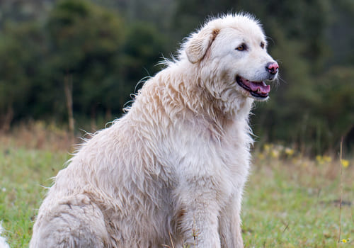 Maremma Sheepdog