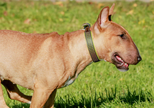 Miniature Bull Terrier