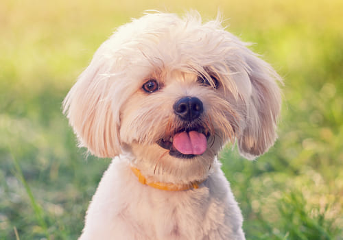 Miniature Maltese