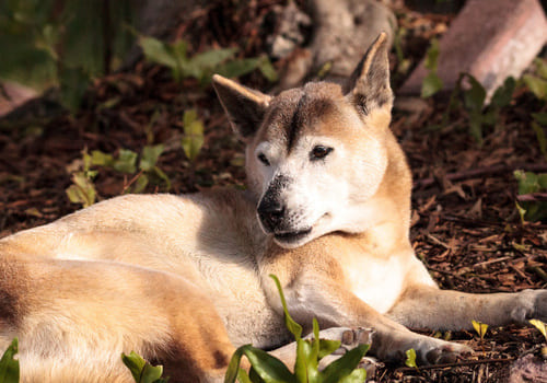 New Guinea Singing Dog