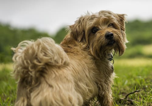 Norfolk Terrier