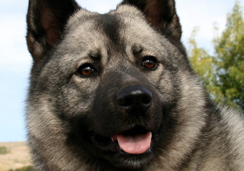 Norwegian Elk Hound