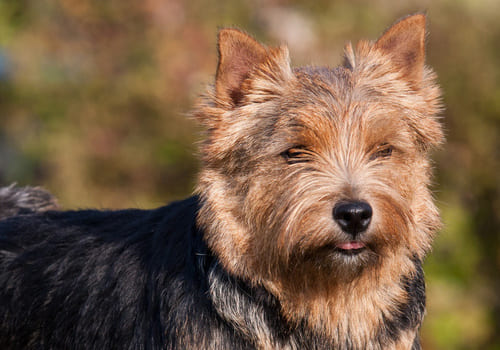 Norwich Terrier