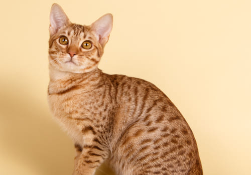 Ocicat