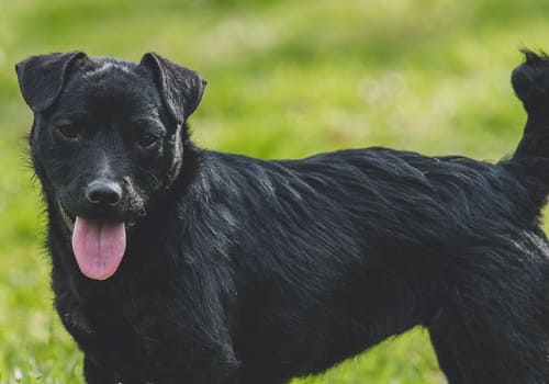 Patterdale Terrier