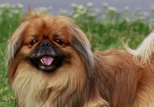 Pekingese