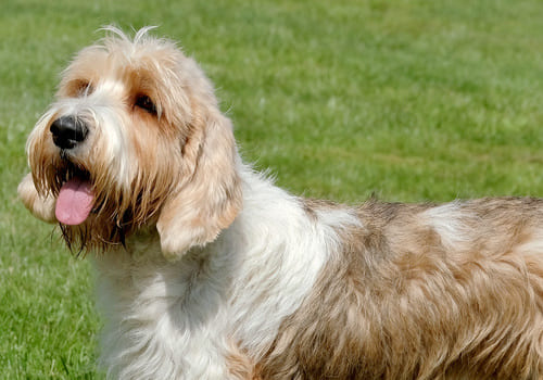 Petit Basset Griffon Vendeen