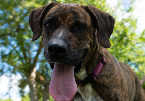 Plott Hound