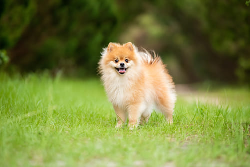 Pomeranian