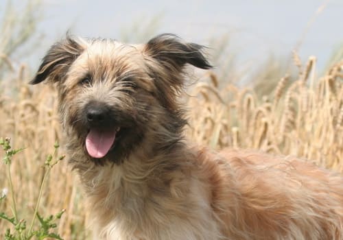 Pyrenean Sheepdog