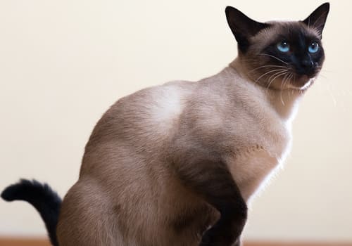 Siamese Oriental