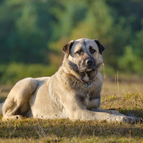 dog in circle