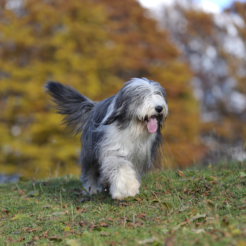 dog in circle