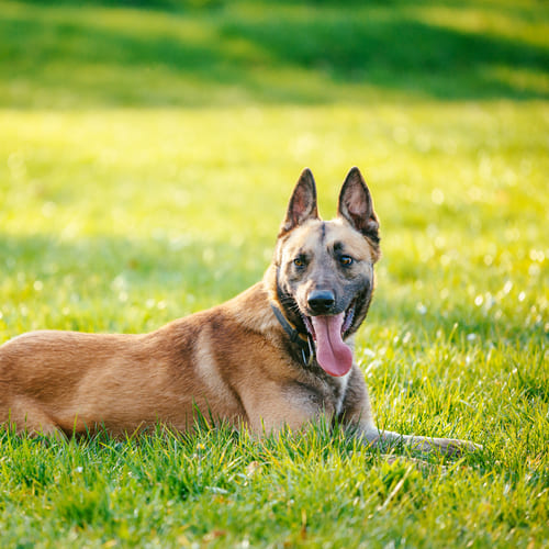 dog in circle