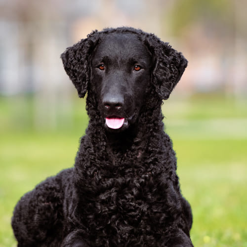 Murray curly coated retriever best sale