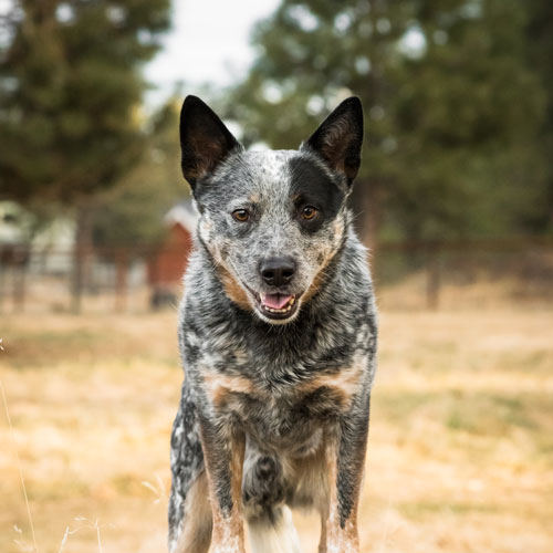 dog in circle