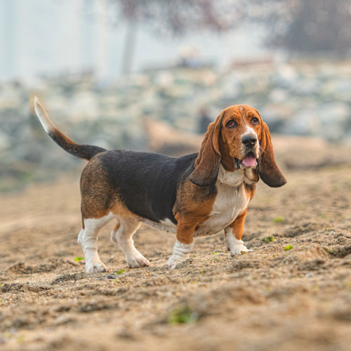 dog in circle