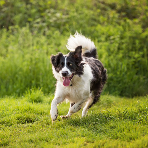 dog in circle - Groodle