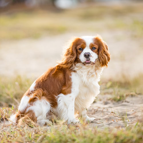 dog in circle