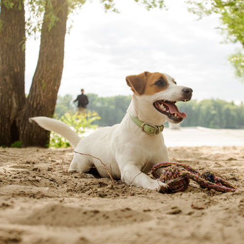 dog in circle