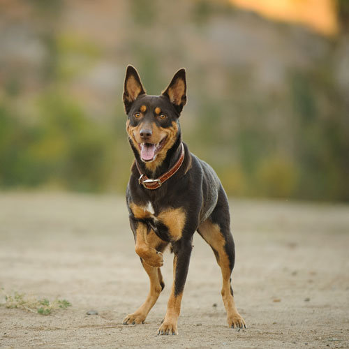 dog in circle