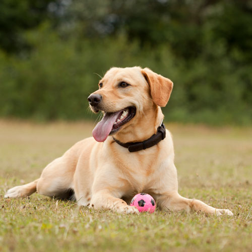 labrador in circle