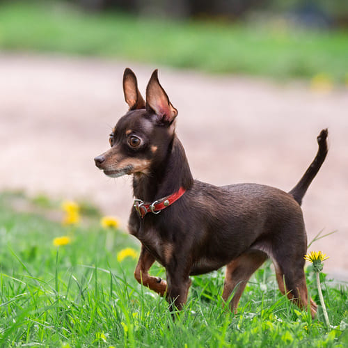 dog in circle