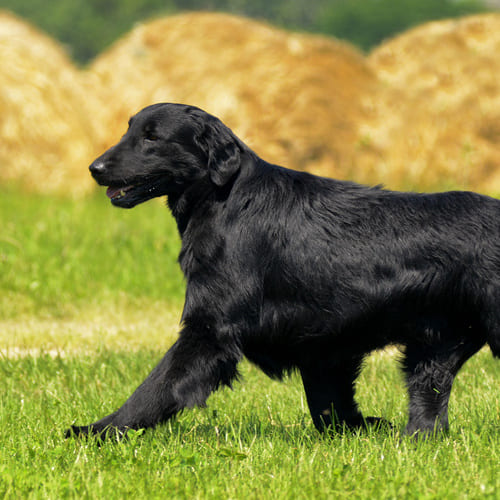 dog in circle