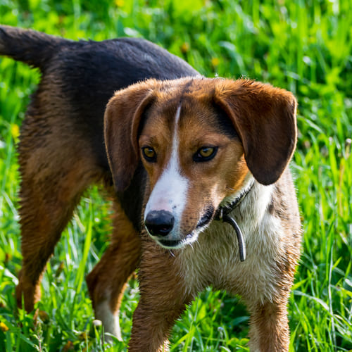 dog in circle