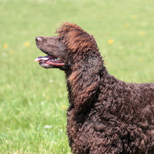 dog in circle