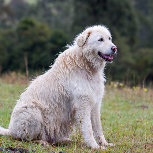 dog in circle