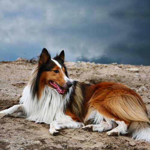 Scotch Collie