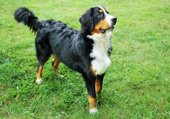 Greater Swiss Mountain Dog