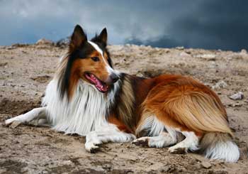 Scotch Collie