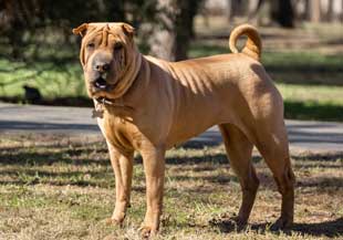 Shar-Pei