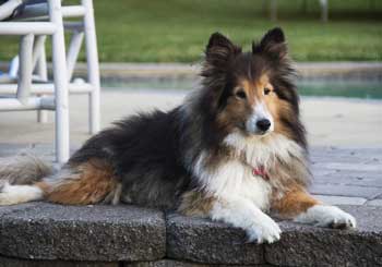 Shetland Sheepdog