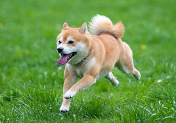 Shiba Inu