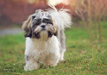 Shih Tzu