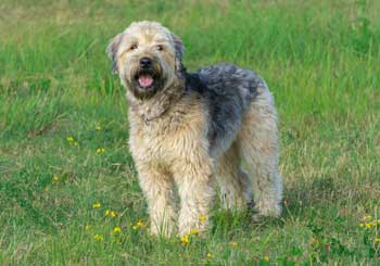 Soft Coated Wheaten Terrier