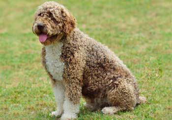 Spanish Water Dog