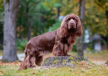 Sussex Spaniel