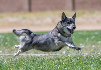 Swedish Vallhund