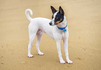 Tenterfield Terrier