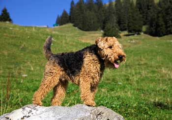 Welsh Terrier